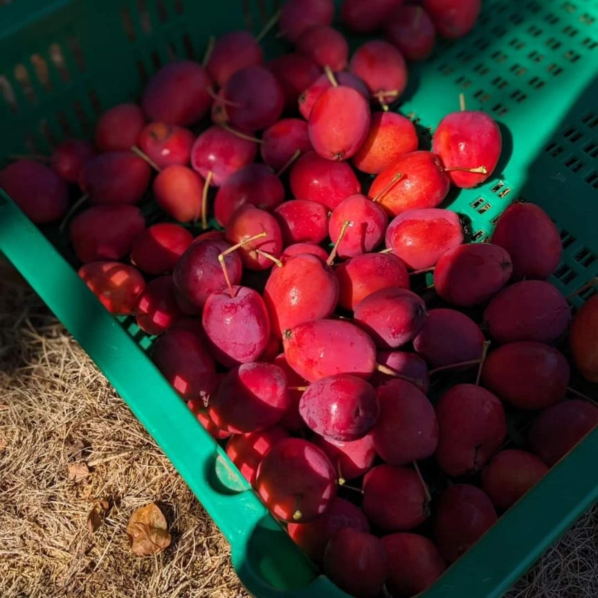 Crab Apple Cider Jelly