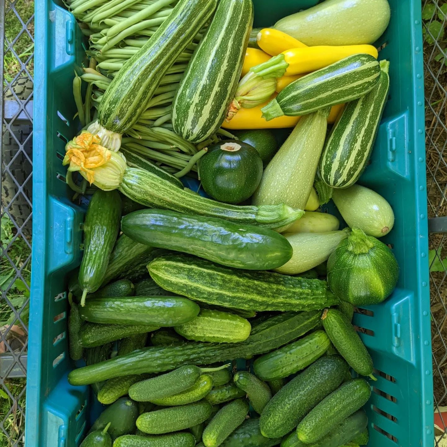 Fresh Food Box Subscription
