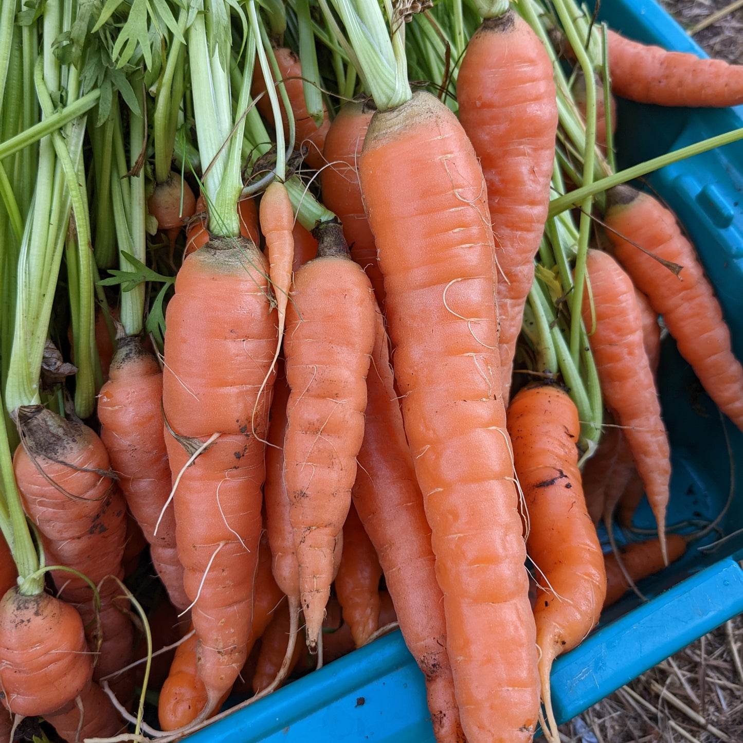 Jalapeño Pickled Carrots